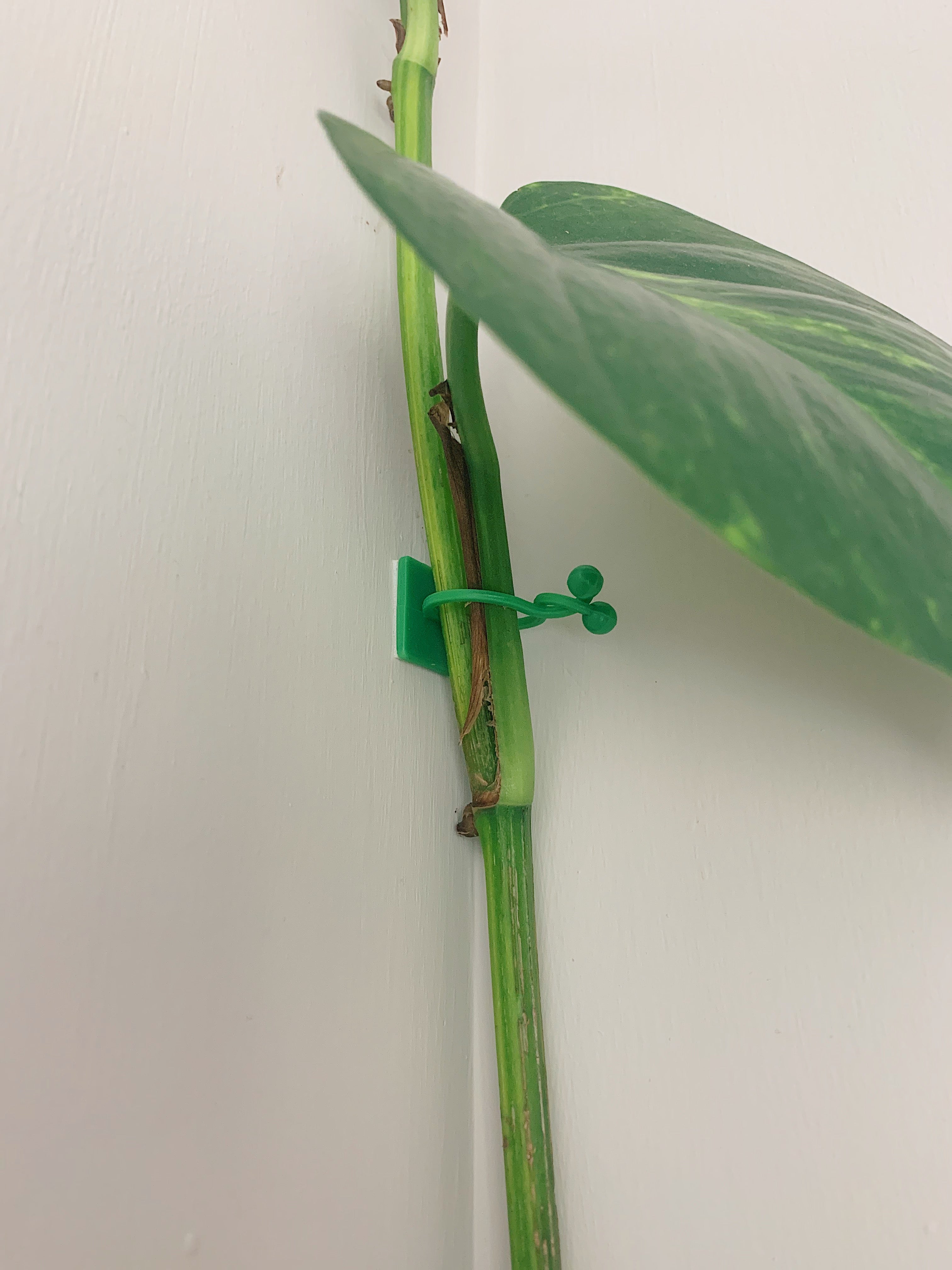 Climbing Plant Support Clips